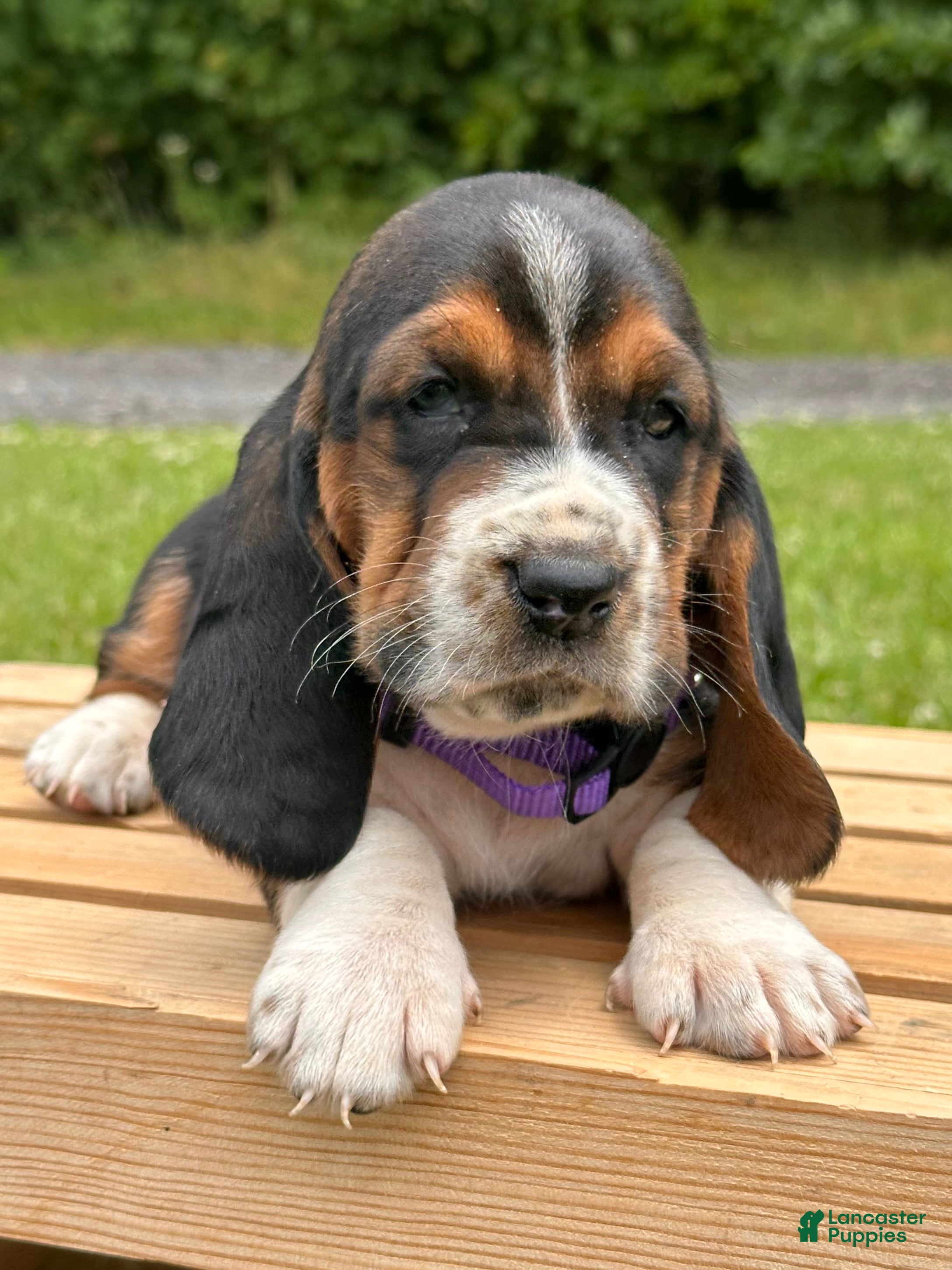 Basset Hound dogs Isabella - Ad 2
