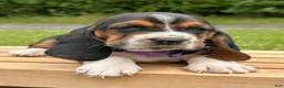 Basset Hound dogs for sale: Isabella - Ad 2