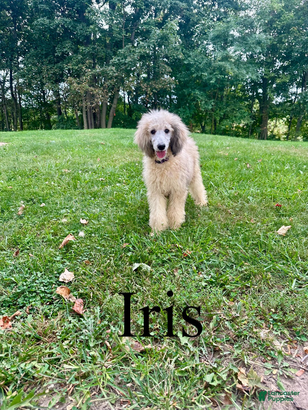 Standard Poodle dogs Iris - Ad 1