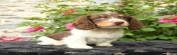 Miniature Dachshund dogs for sale: Taco - Ad 2