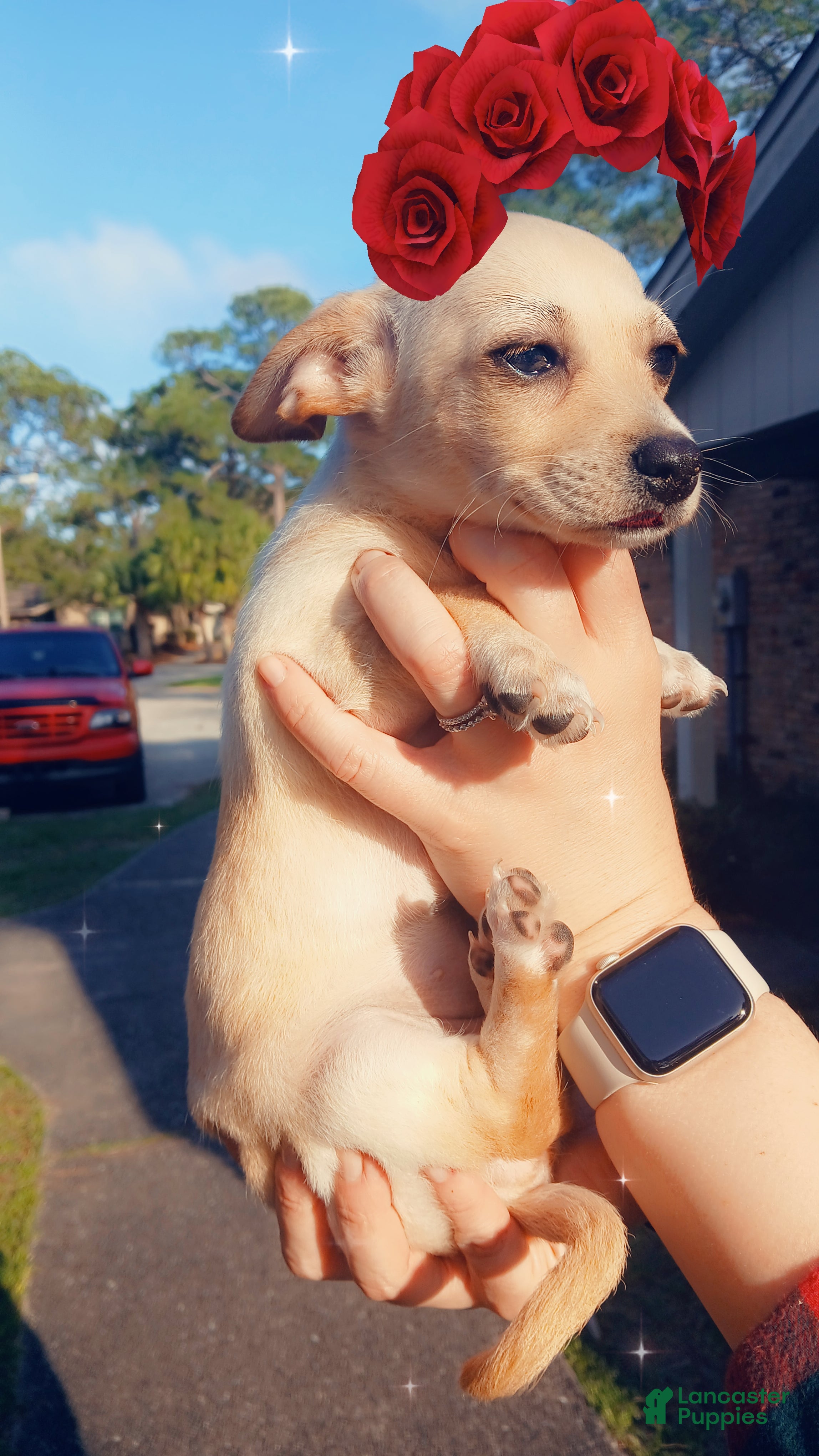 Chiweenie dogs Chiweenie Puppy 4 - Ad 4