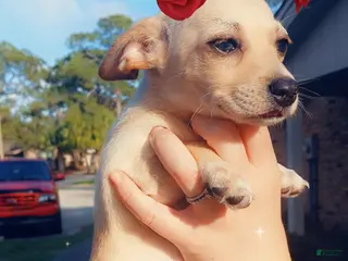 Chiweenie dogs Chiweenie Puppy 4 - Ad 4