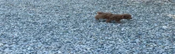 Mini Goldendoodle dogs for sale: Max Mini Goldendoodle  - Ad 7
