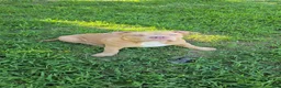American Bully dogs for sale: Boulder - Ad 4