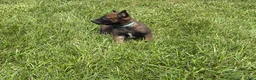 Belgian Malinois dogs for sale: Jackson - Ad 8