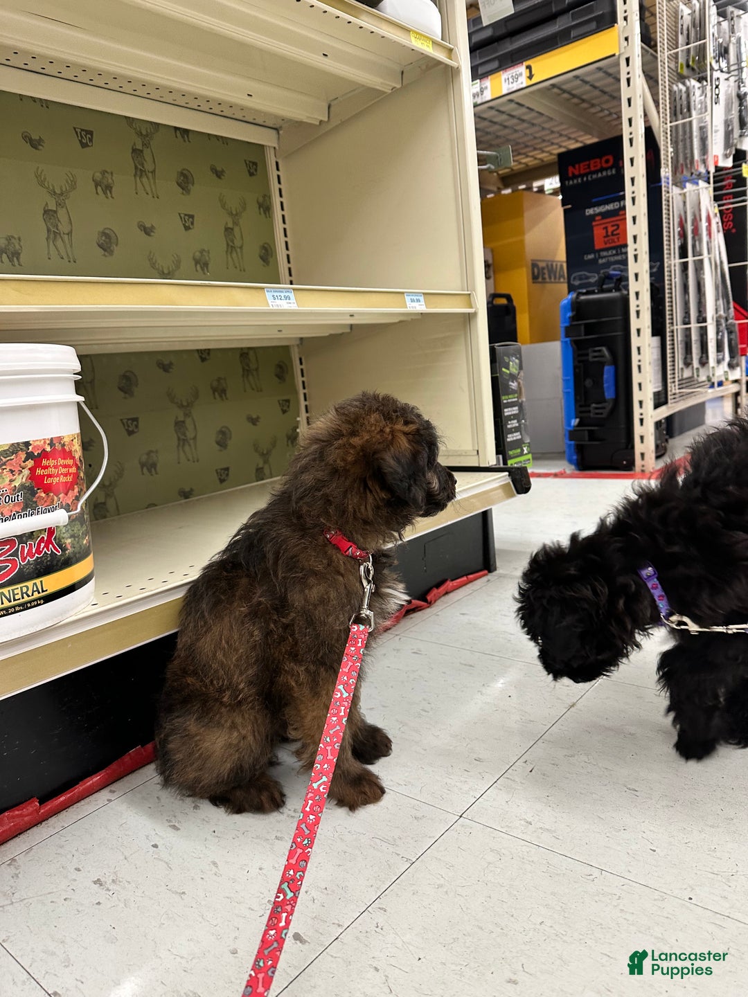 Sheltiedoodle dogs for sale: Sheltiedoodle Puppy 2 - Ad 13