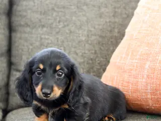Miniature Dachshund dogs Indigo - Ad 9