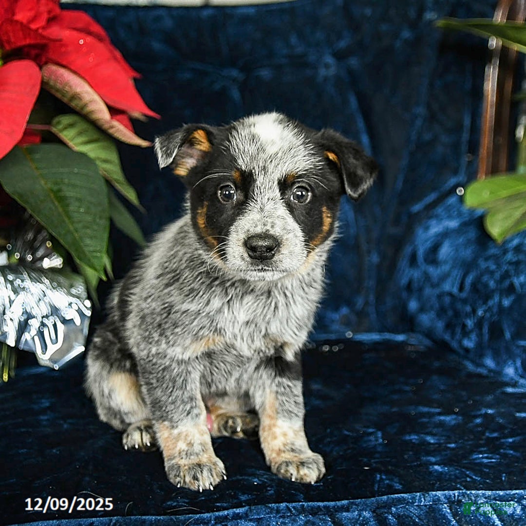 Australian Cattle Dog dogs for sale: Echo - Ad 2