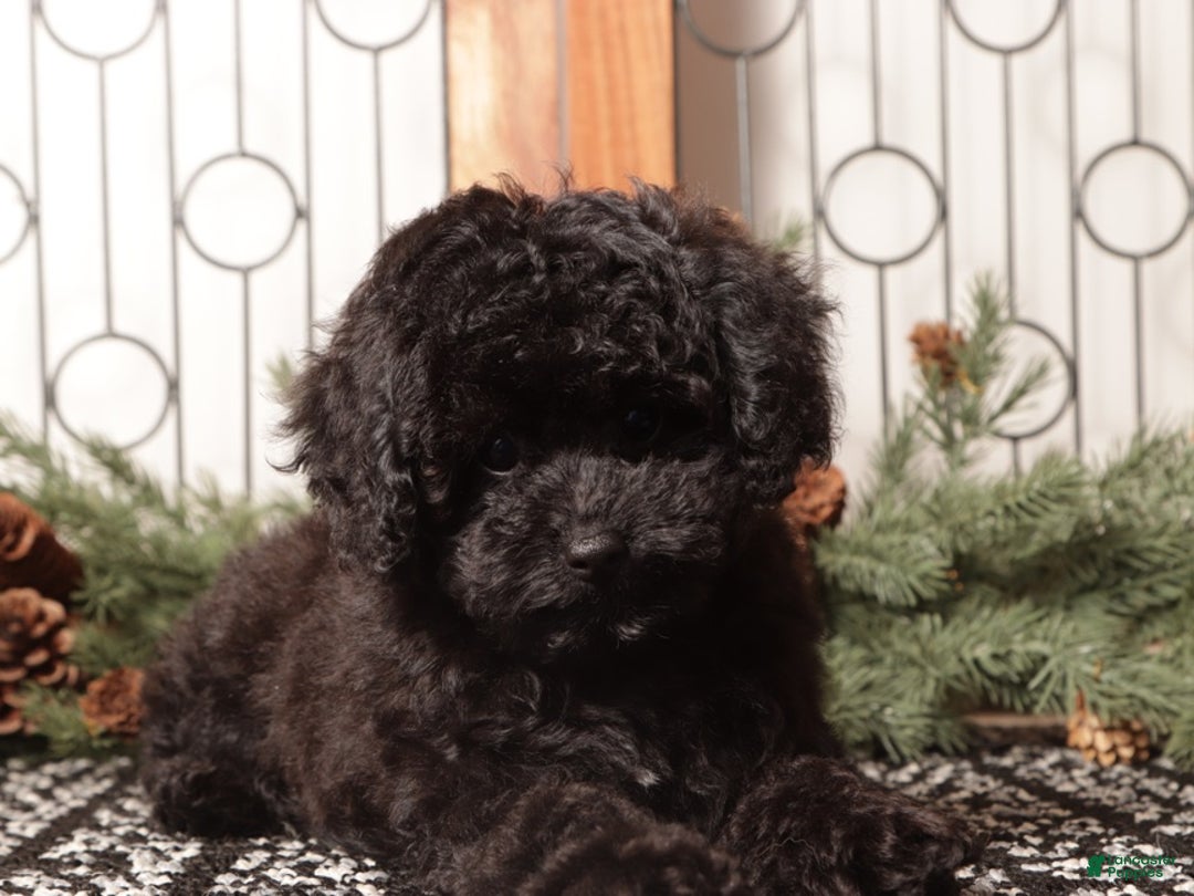 Toy Poodle dogs for sale: Jellybean  - Ad 4