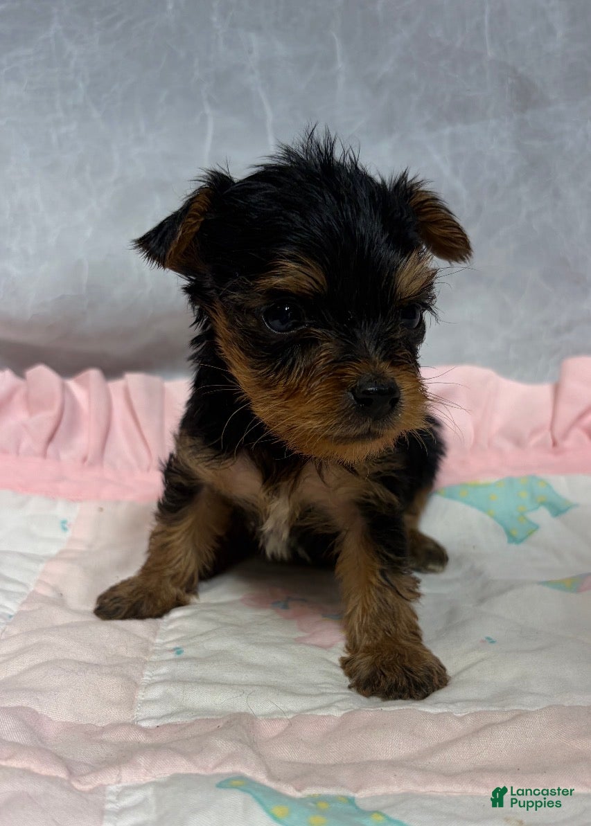 Yorkshire Terrier