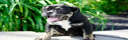 English Bulldog dogs for sale: Eleanor Female  - Ad 3