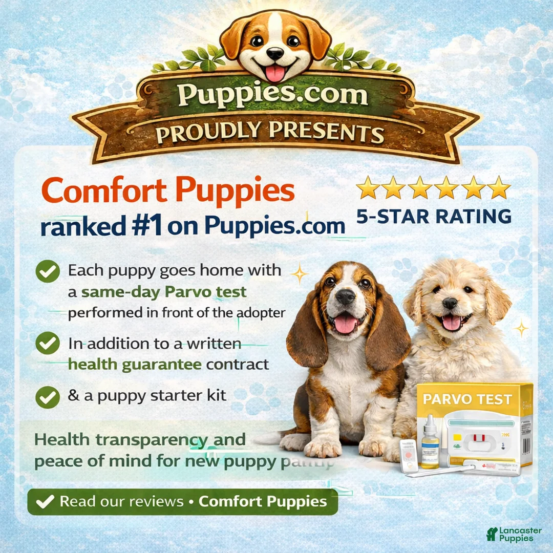 Jack Chi dogs for sale: Daisy  - Ad 2