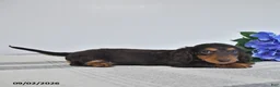 Miniature Dachshund dogs for sale: Forrest - Ad 2