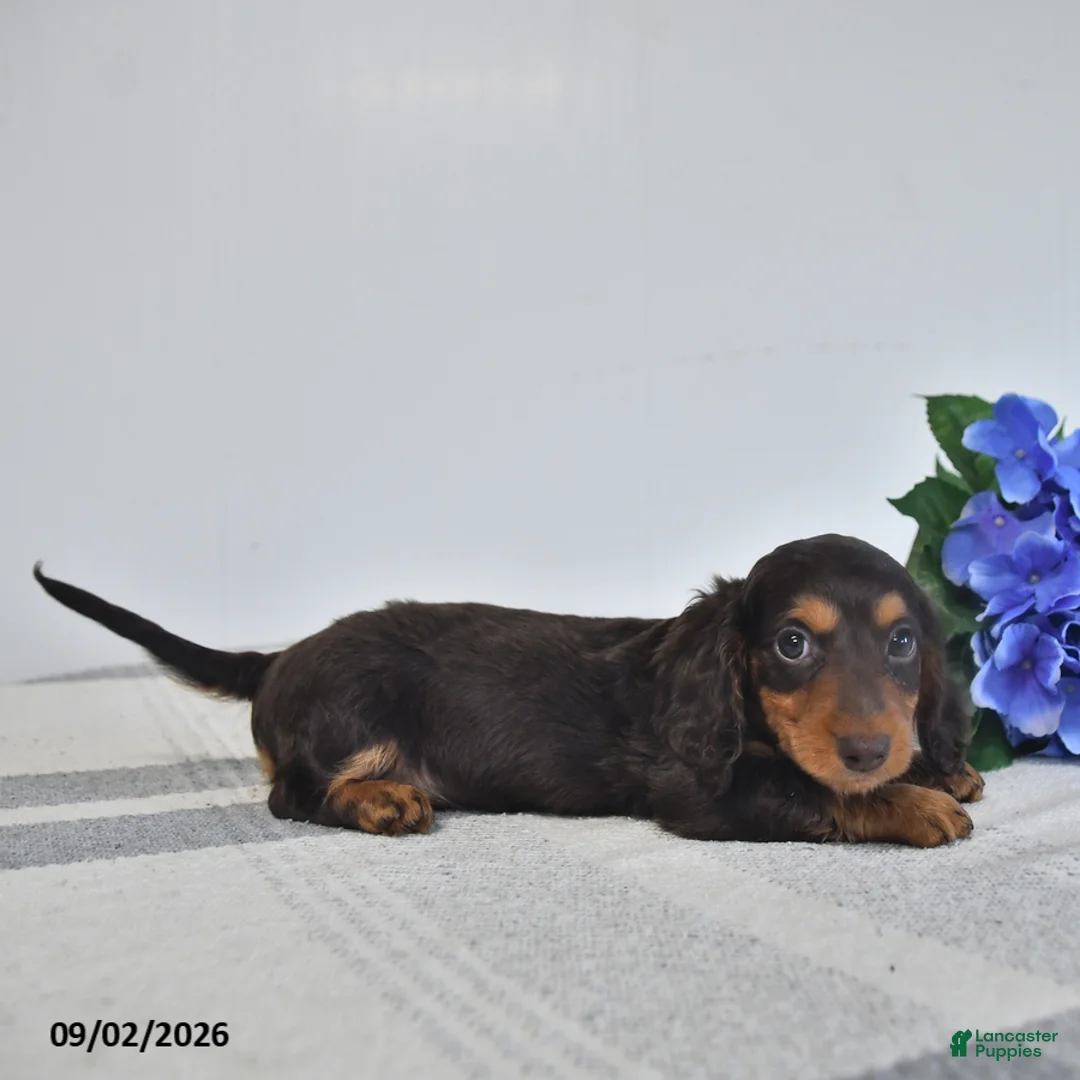 Miniature Dachshund dogs for sale: Forrest - Ad 2