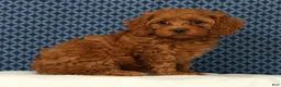 Cockapoo dogs for sale: Princess - Ad 4