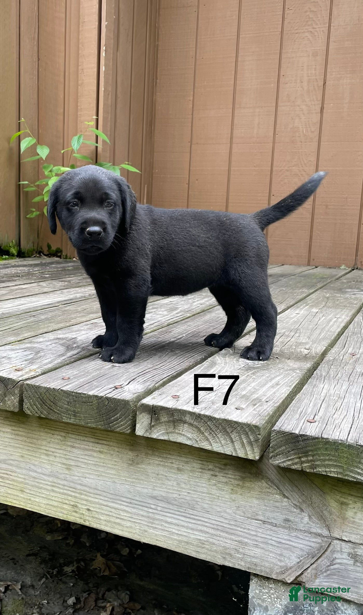 Labrador Retriever dogs Labrador Retriever 7 - Ad 35