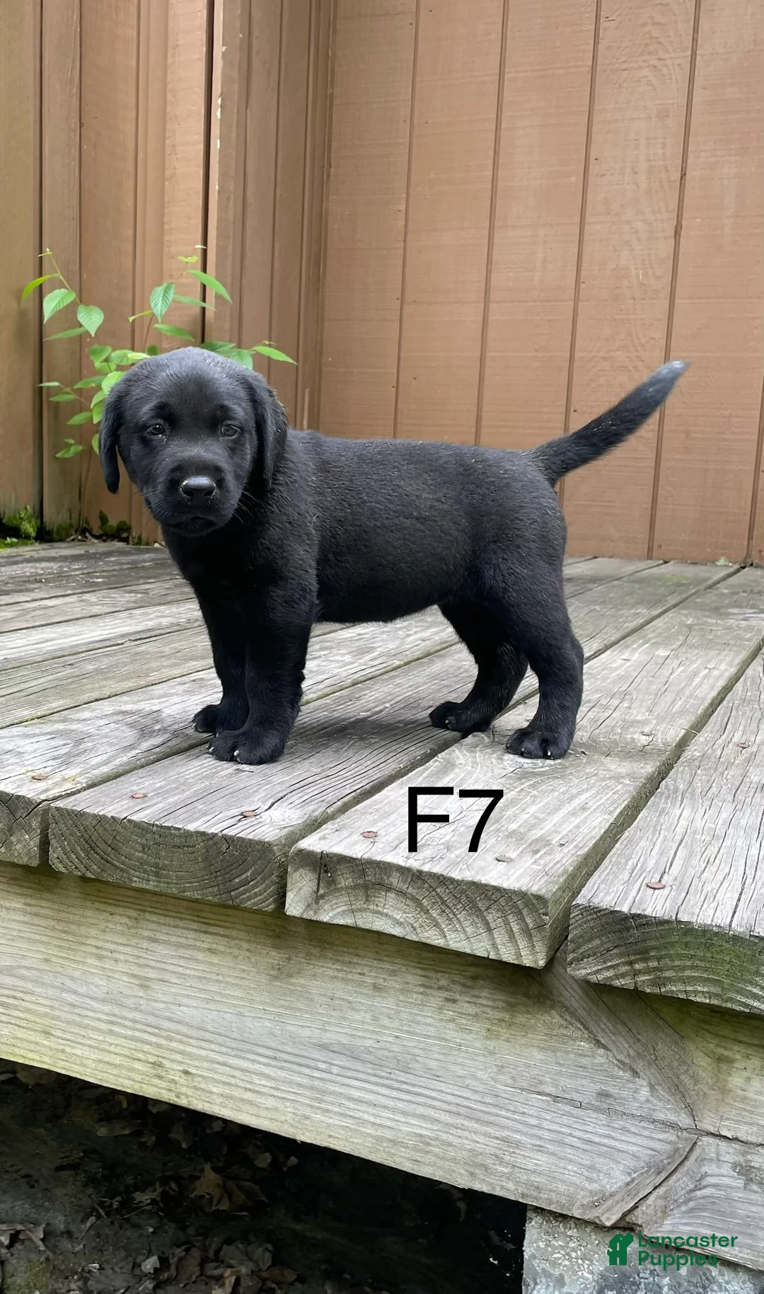 Labrador Retriever dogs for sale: Labrador Retriever 7 - Ad 1