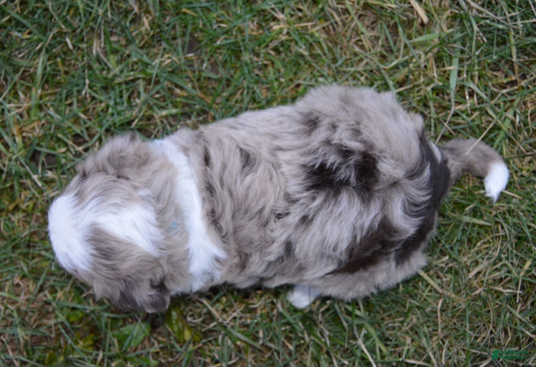 Mini Aussiedoodle dogs for sale: Toy Ace - Ad 6