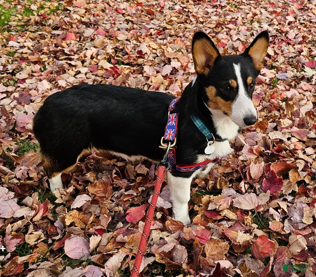 Welsh Corgi Pembroke dogs for sale: Cleopatra - Ad 3