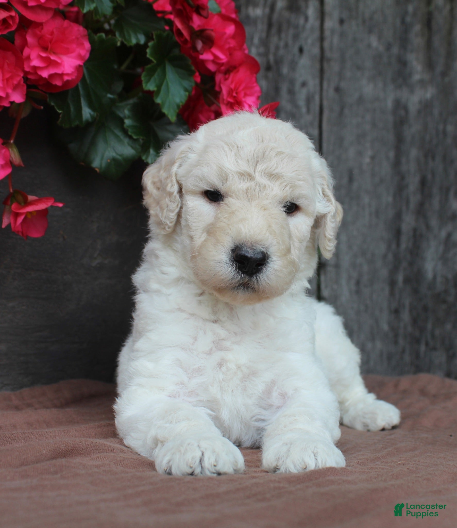 Standard Poodle dogs River AKC Standard Poodle  - Ad 2