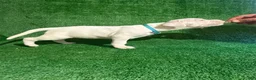Dogo Argentino dogs for sale: Blue female - Ad 5