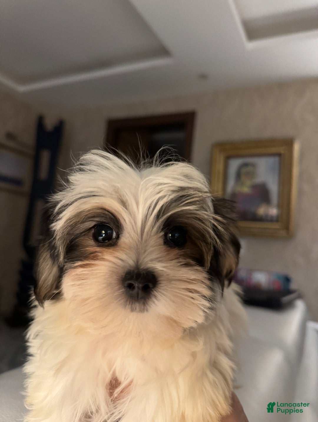 Morkie dogs for sale: Ken - Ad 2