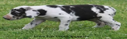 Great Dane dogs for sale: Molly - Ad 6