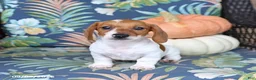 Miniature Dachshund dogs for sale: Handsome - Ad 5