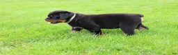 Rottweiler dogs for sale: Bear - Ad 3