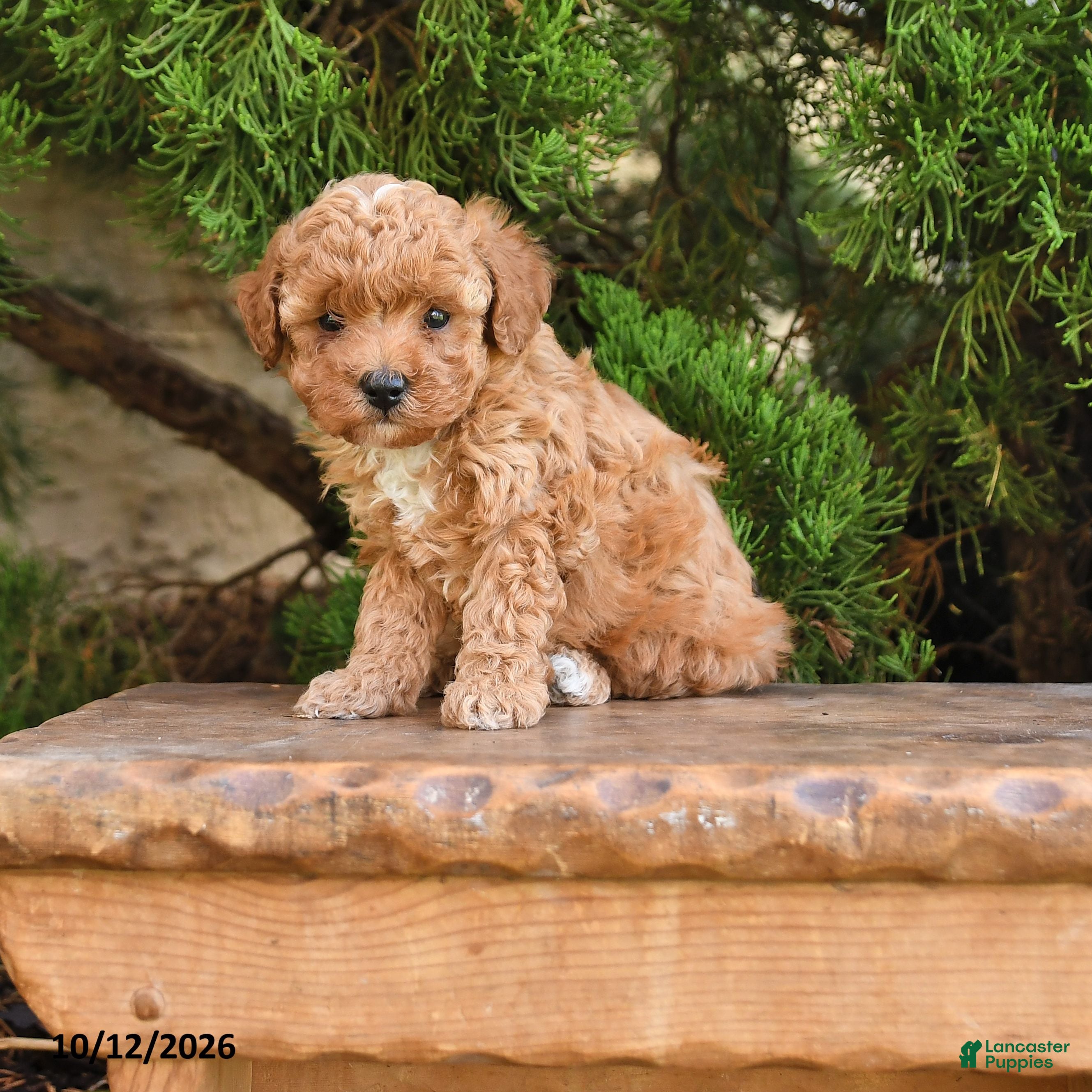 Cavapoo dogs Tyler - Ad 1