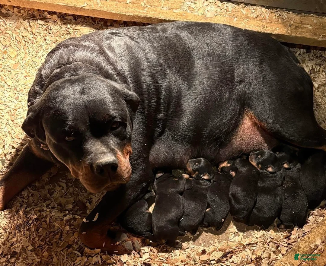 Rottweiler dogs for sale: Rottweiler Puppy 1 - Ad 5