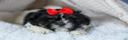 Shih Tzu dogs for sale: HENRY - Ad 16