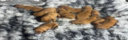 Dogue De Bordeaux dogs for sale: Dogue De Bordeaux Puppy 5 - Ad 67