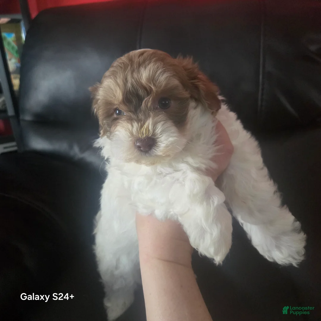 Havanese dogs for sale: Havanese Puppy 3 - Ad 2