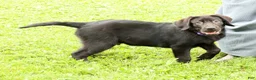 Labrador Retriever dogs for sale: Hank - Ad 1