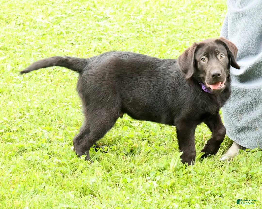 Labrador Retriever dogs for sale: Hank - Ad 1