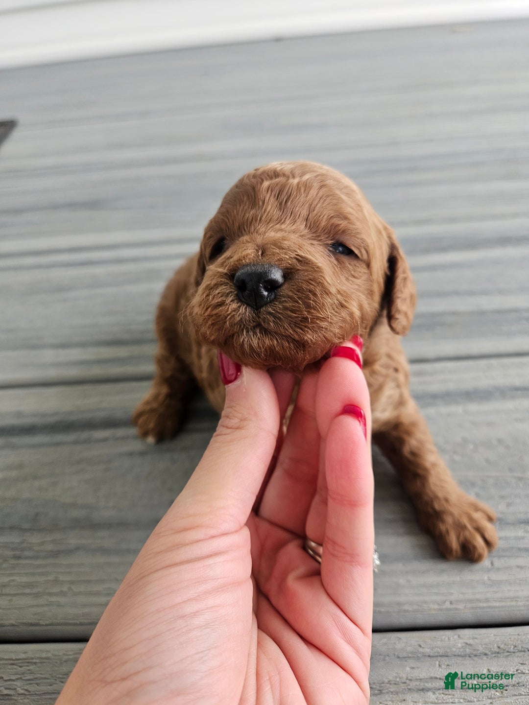 Cavapoo dogs for sale: Silas - Ad 4