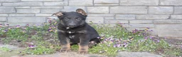 German Shepherd dogs for sale: Drake - Ad 5