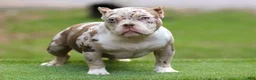 American Bully dogs for sale: Chocolate Tri Merle Female - Ad 5
