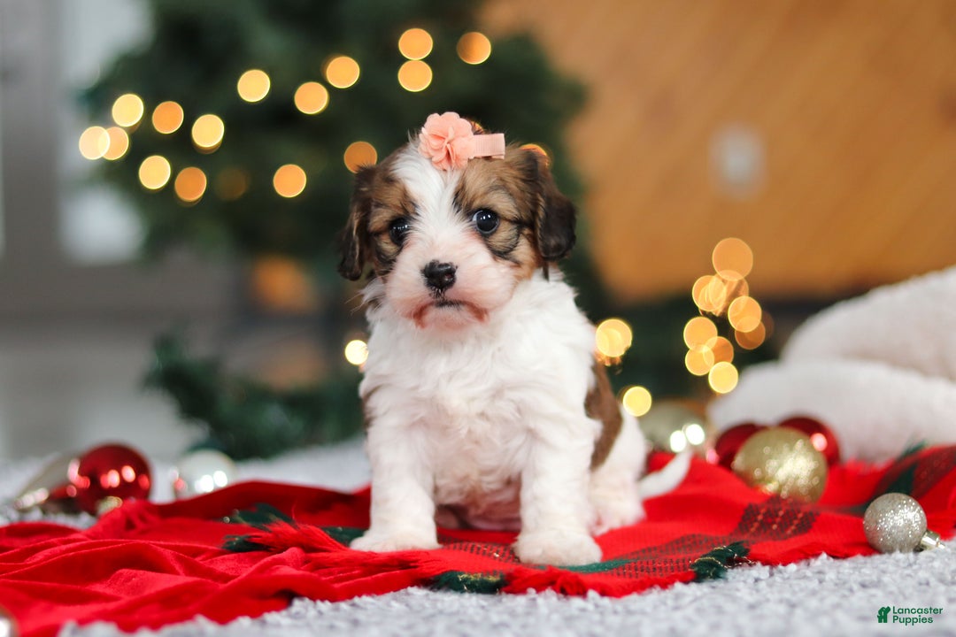 Cavachon dogs for sale: Dixie  - Ad 4