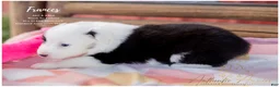 Australian Shepherd dogs for sale: Frances - Ad 3