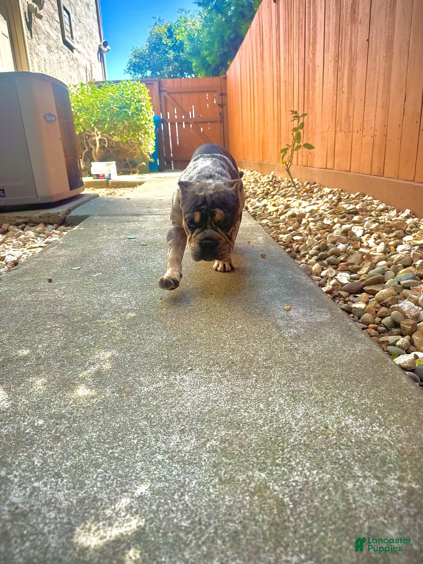 American Bully dogs American Bully 1 - Ad 18