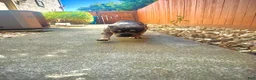 American Bully dogs for sale: American Bully 1 - Ad 1