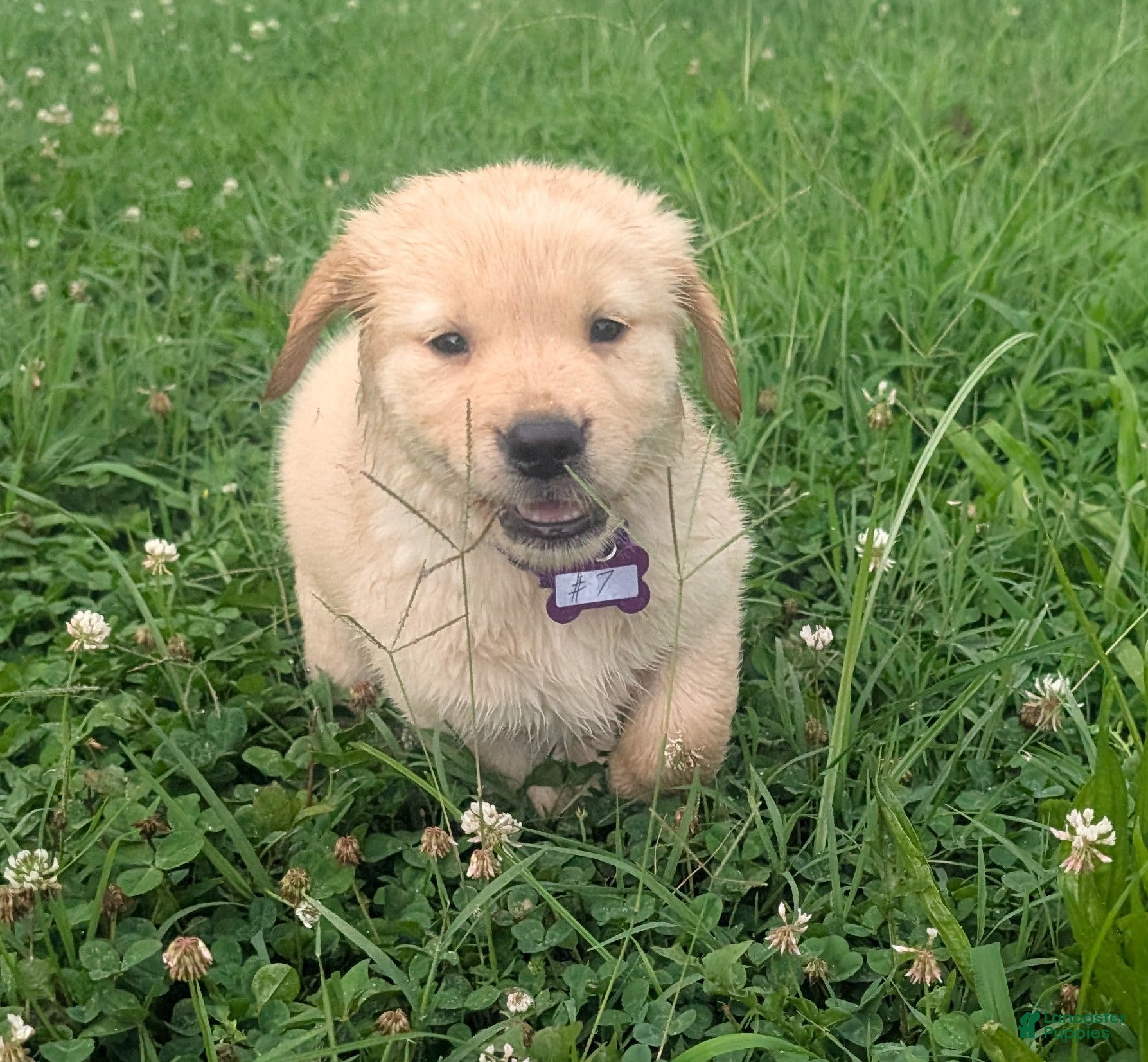 Golden Retriever dogs Leo - Ad 1