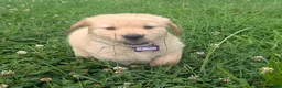 Golden Retriever dogs for sale: Leo - Ad 1