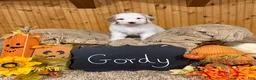 Goldendoodle dogs for sale: Goldendoodle 2 - Ad 1