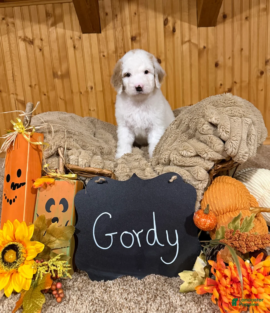 Goldendoodle dogs for sale: Goldendoodle 2 - Ad 1