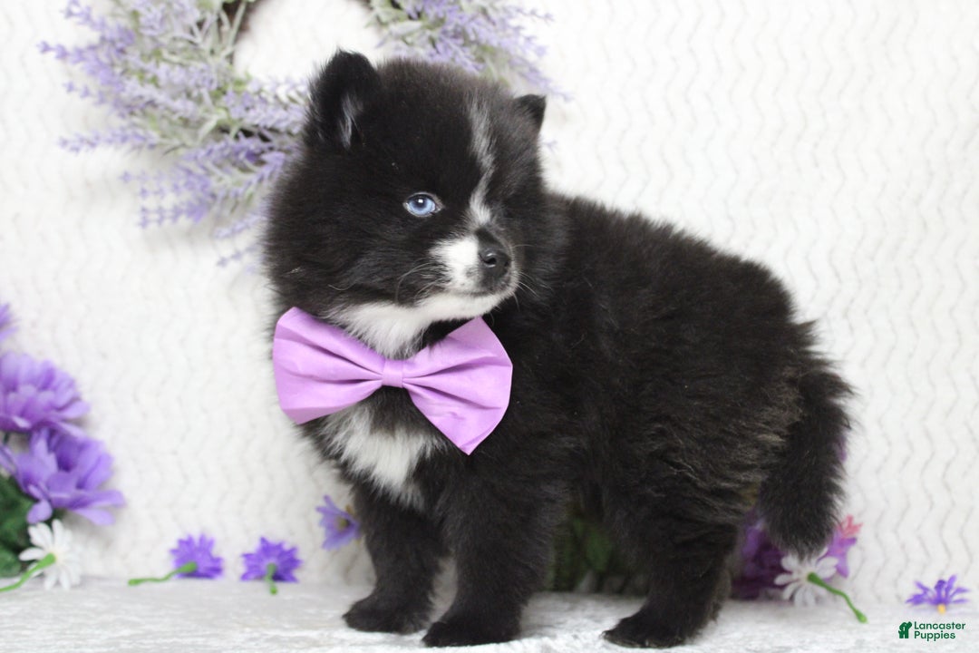 Pomsky dogs for sale: Luey  - Ad 9