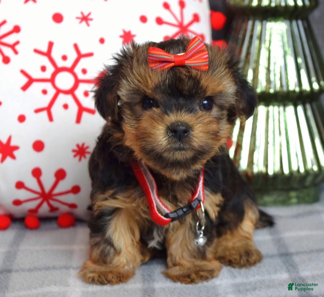 Yorkshire Terrier dogs for sale: Greta - Ad 4