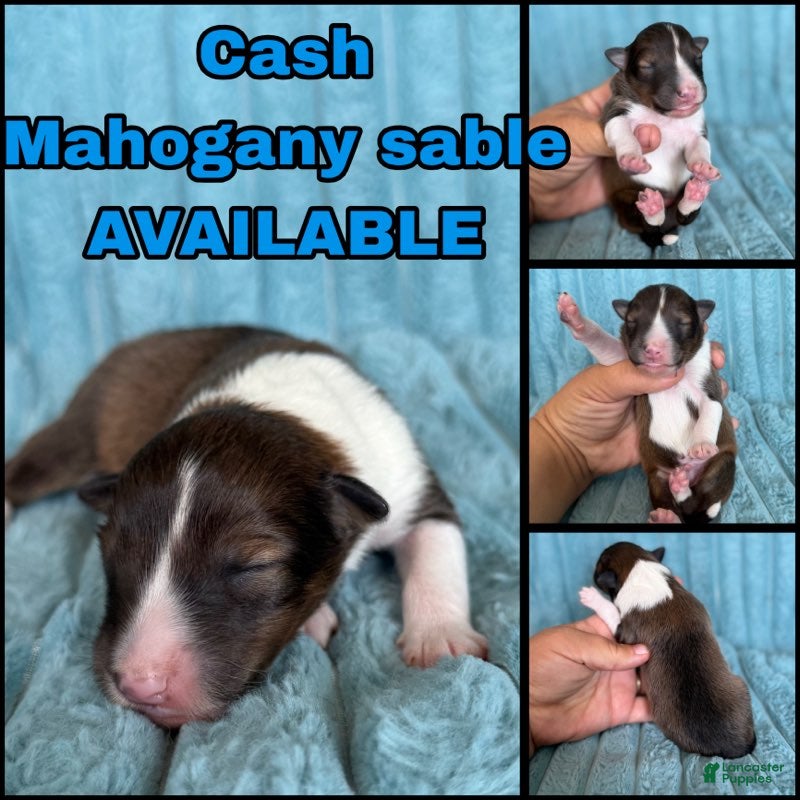 Shetland Sheepdog dogs for sale: Cash - Ad 1
